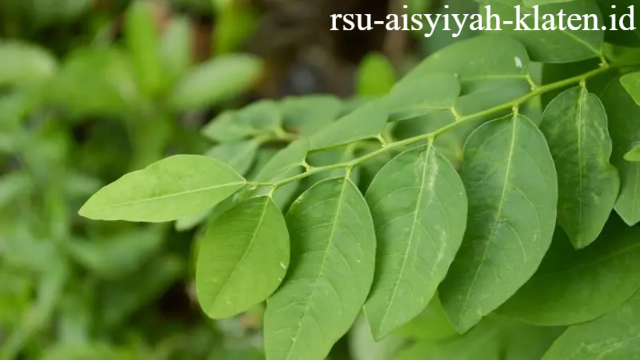 11 Manfaat Daun Katuk untuk Kesehatan Tubuh